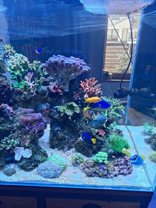 Serwis akwarium/ akwarium dekoracyjne