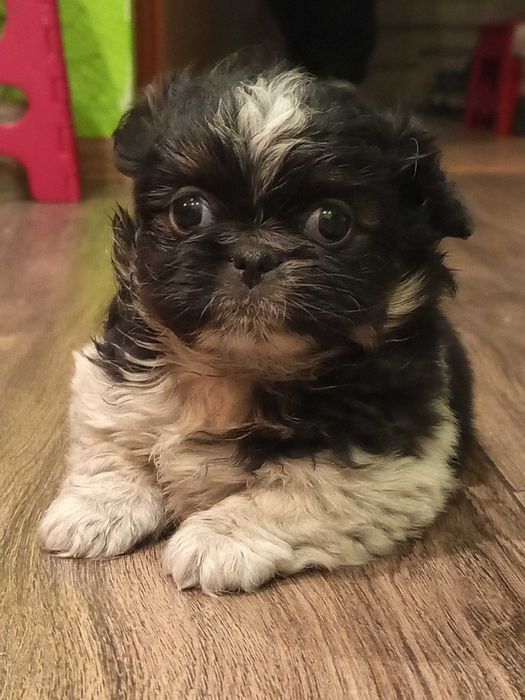 Sprzedam pekińczyka