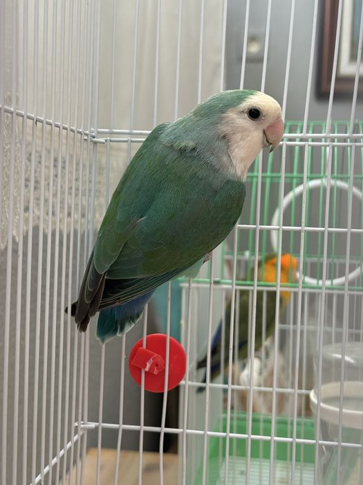 Agaporni Roseicollis Lonfeather Macho