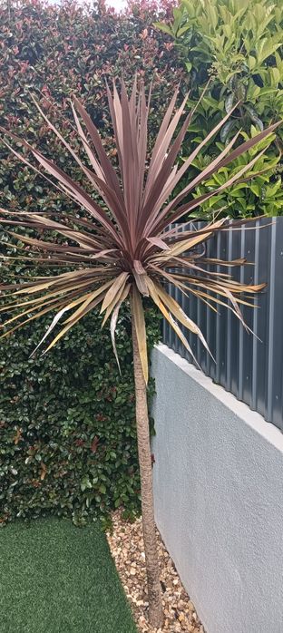 Planta Jardim com  1,60 m