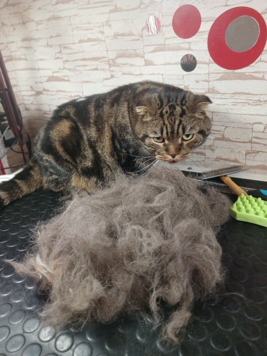 Грумінг домашніх тварин. Харків