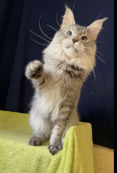 Голубоглазый мейн кун.