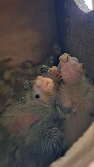 Caturras bebés 2026