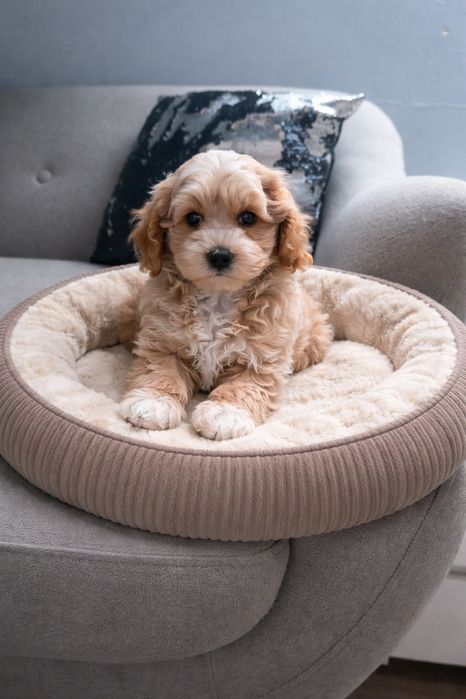 Maltipoo piesek xxs