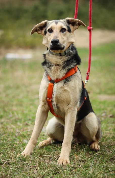 Szarik - Nieśmiały pies szuka domu / do adopcji