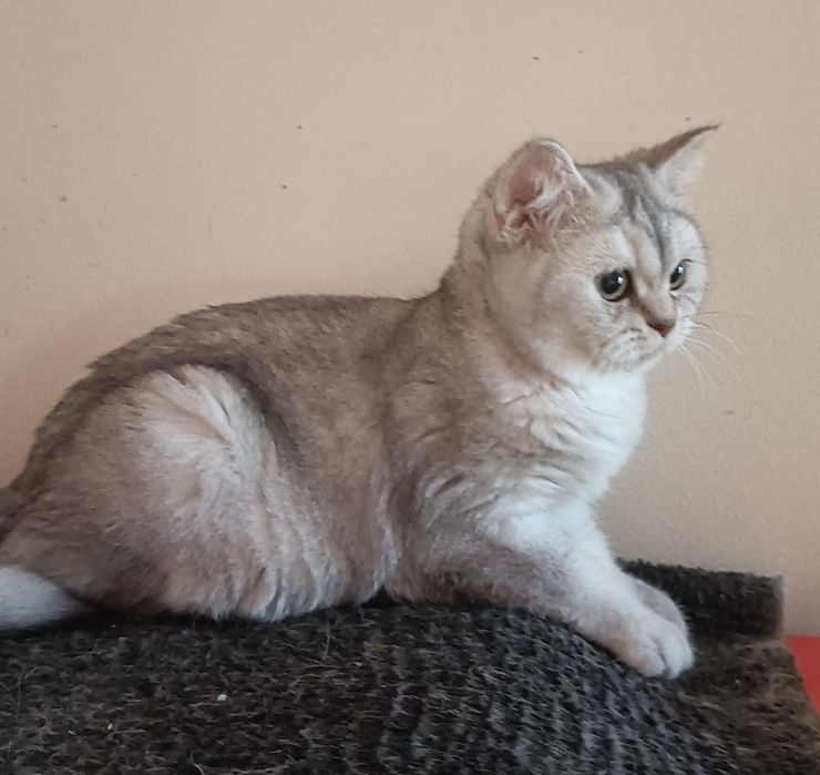 British Shorthair fêmea