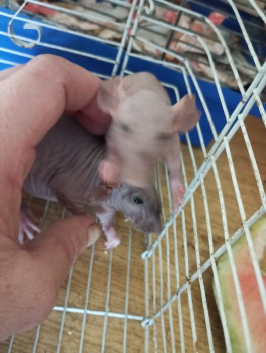 КрысьиДетки#ИщутЛюдейДляЛюбви#СфинксыСимбиоты#