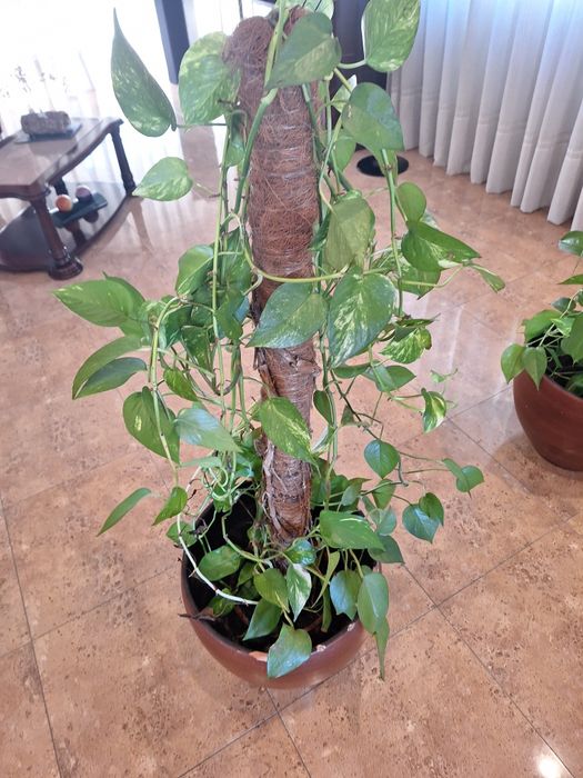 Trepadeiras de interior