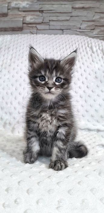 Елітна кошечка Мейн Кун — ніжність