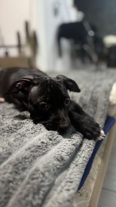 Щенки Американский Стаффорширский Терьер