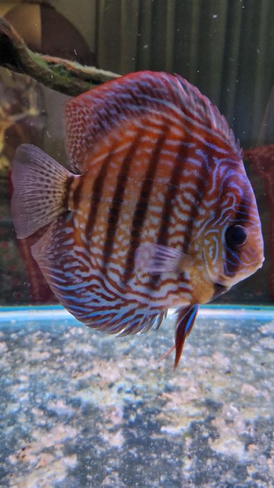 Discus adultos 4 disponíveis valor unitário