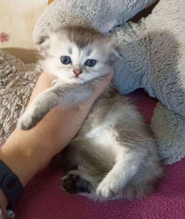 Висловуха дівчинка. Кошеня. Котенок