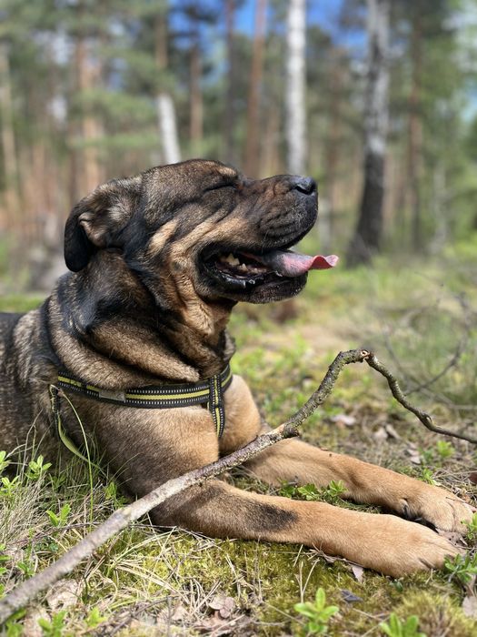 Suczka podobna do Shar pei szuka domu