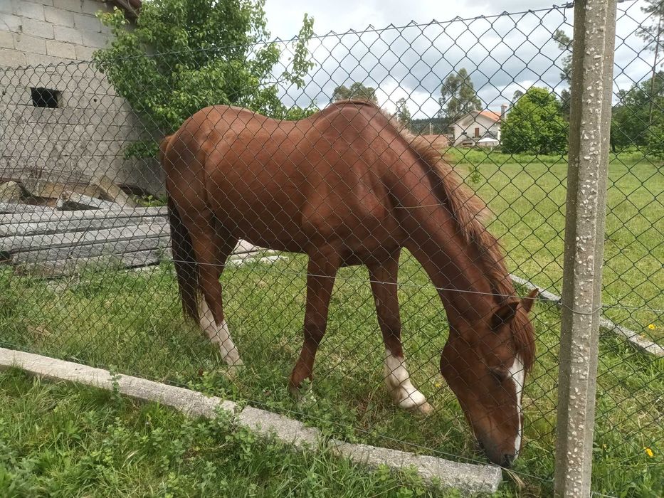 Cavalo luso.arabe bonito meigo