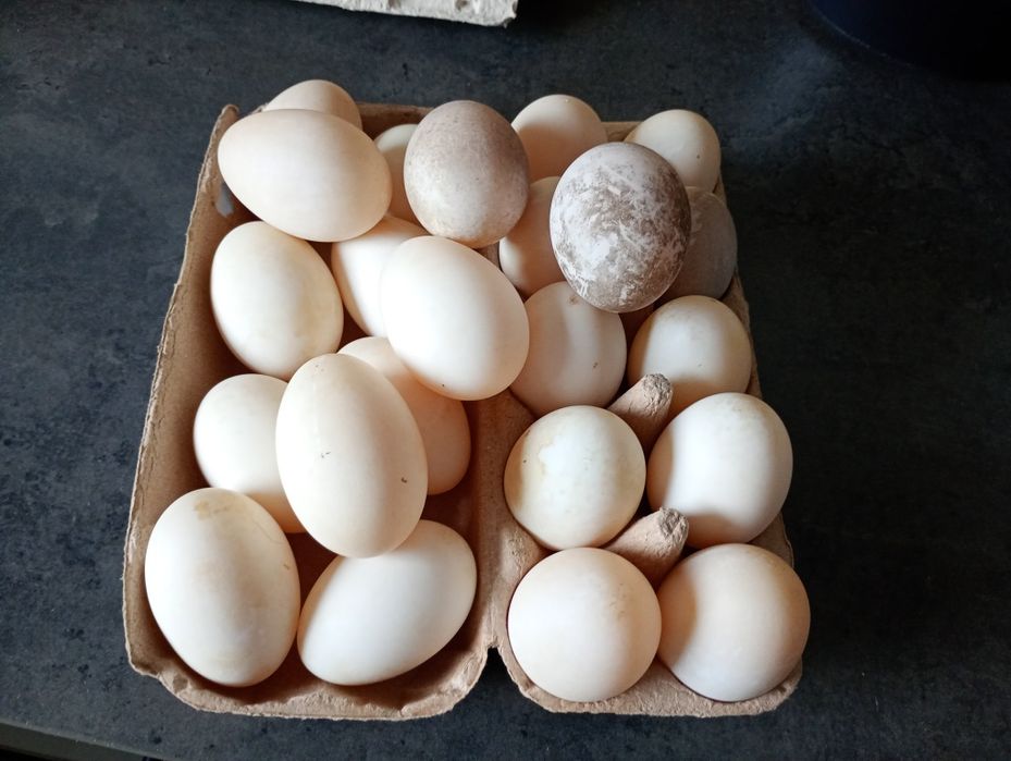 Kacze jaja Zapraszam