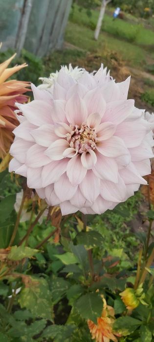 Kwiaty, karpy dalie, georginie