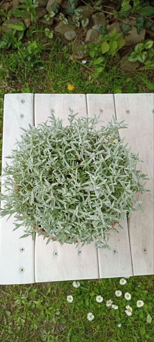 Вічнозелена ясколка