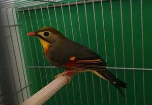 Aves muito cantadoras