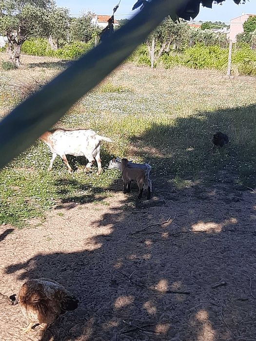 Venda ovinos e caprinos
