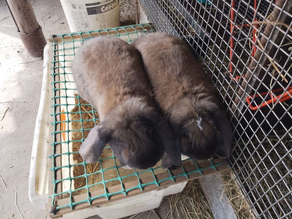 Młode króliki barany francuskie