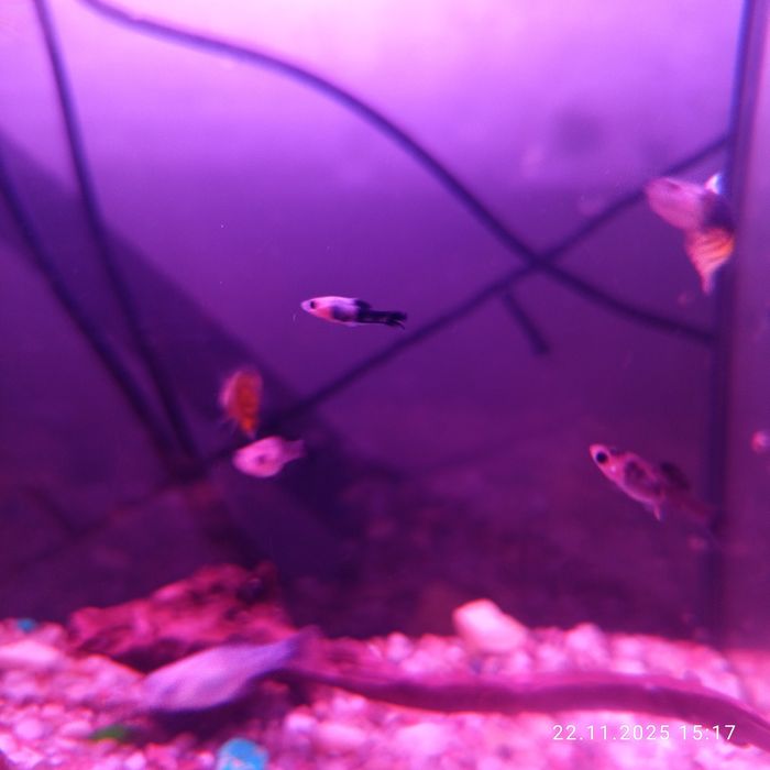 Molinezje małe 20sztuk