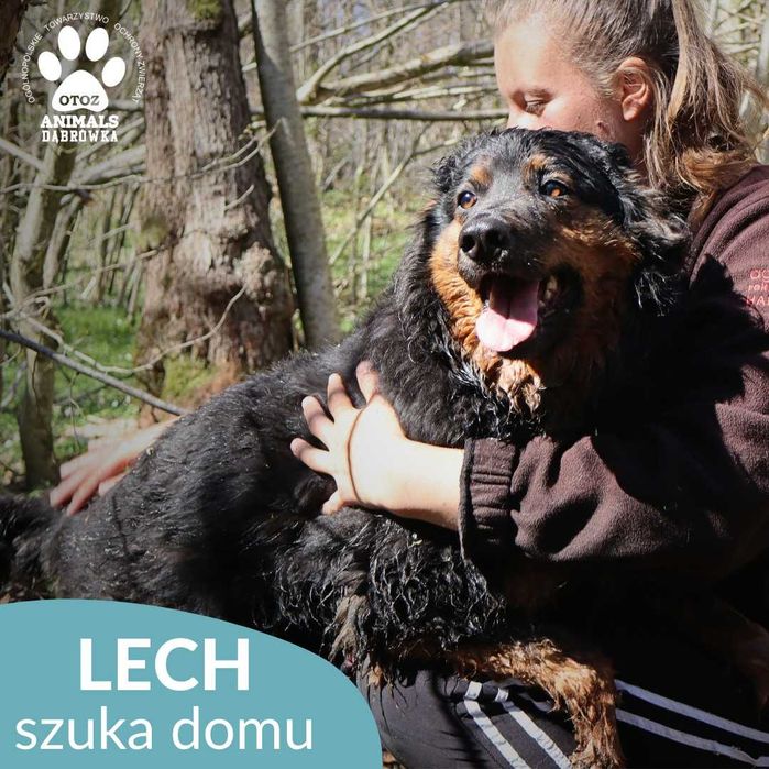 Lech szuka domu!