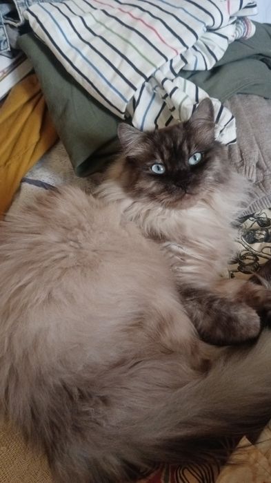 Невська маскарадна кошенята бронь