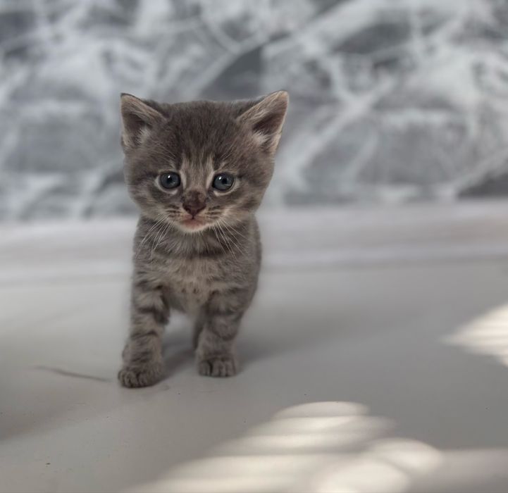 Милі британські котенята