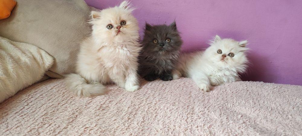 Kocurek perski, pers, perska