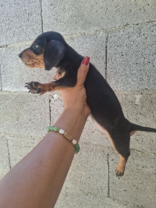 Teckel femea merle mini