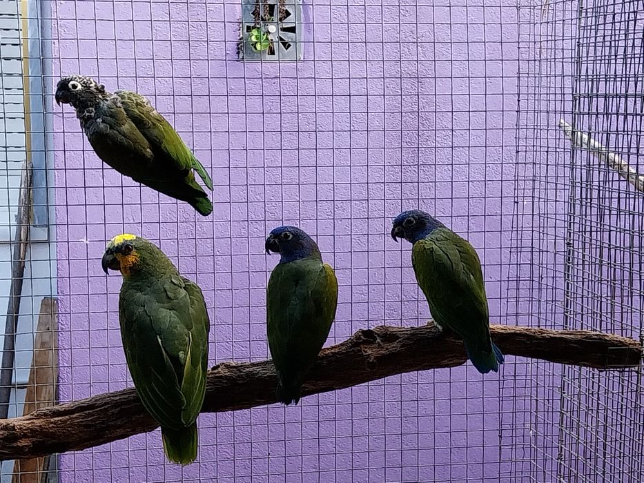 Pionus maximiliani fêmeas