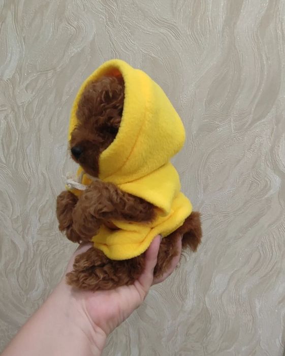 Мімішні пудельки, тойчики редбрауни