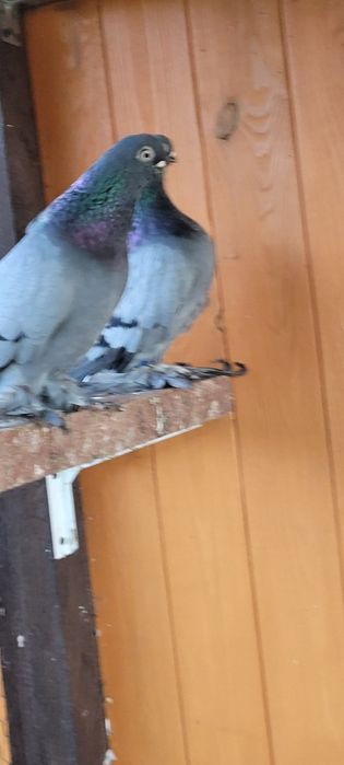 Berlińskie Krótkodziobowe