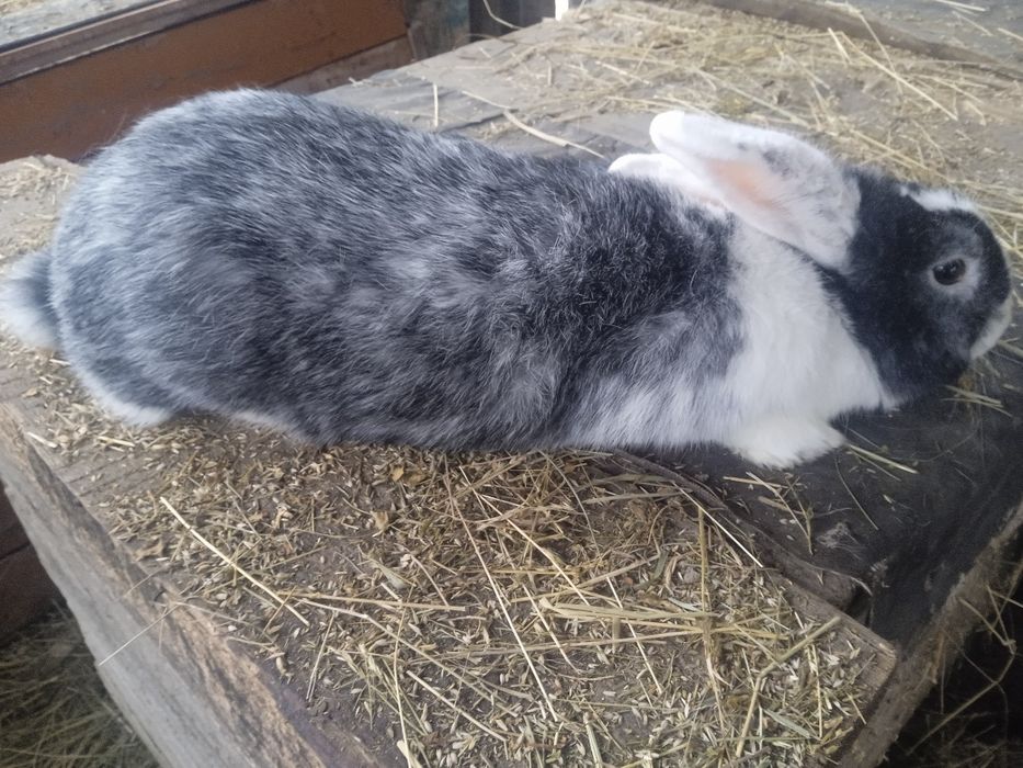 Житомирська область