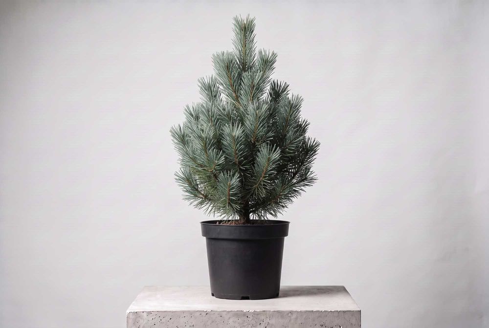 Sosna Pospolita Watereri Pinus sylvestris 90-100cm | Doniczka C10-10L | Dostawa | Rumia