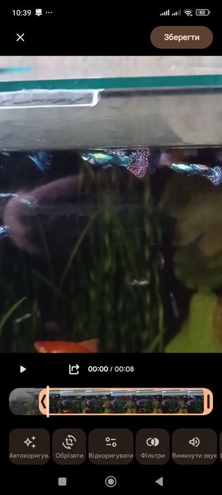 Акваріумні Рибки