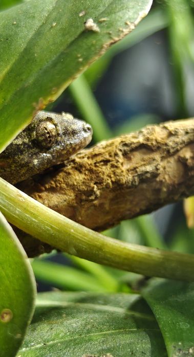 Terrarium wraz z 8 dorosłymi gekonami płaczącymi