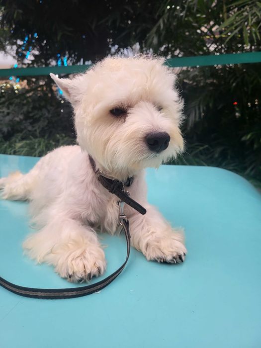 Вест Хайленд Уайт Тер'єр/West Highland White Terrier, цуценята .