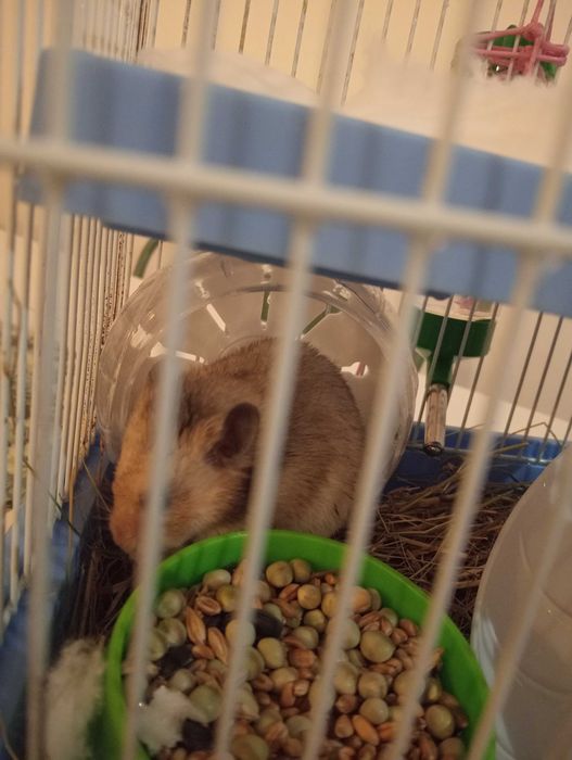 Hamster anão com gaiola