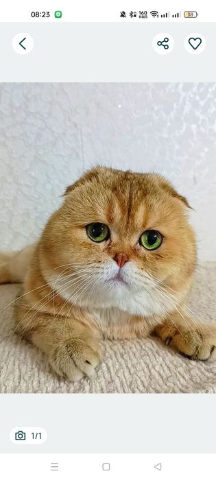 Взрослый вислоухий котик золотая шиншилла. Не кастрирован