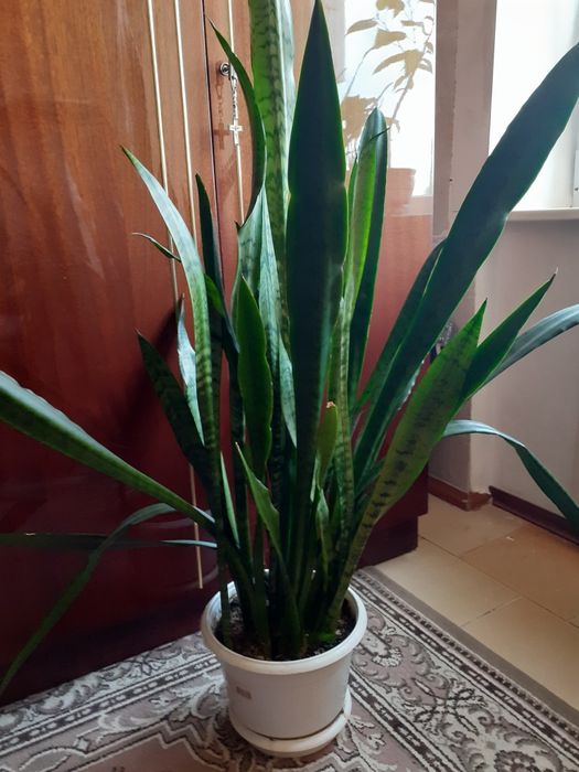 растение "тещин язык" сансевиерия