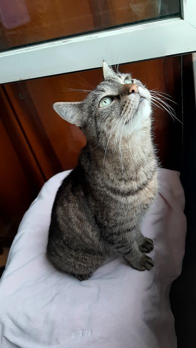 Кастрований молоденький котик в добрі ручки