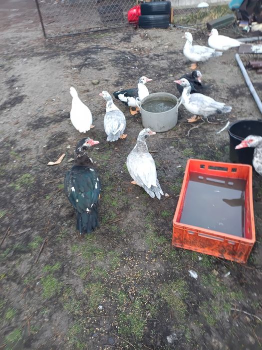 Kaczki piżmowe ekologiczne