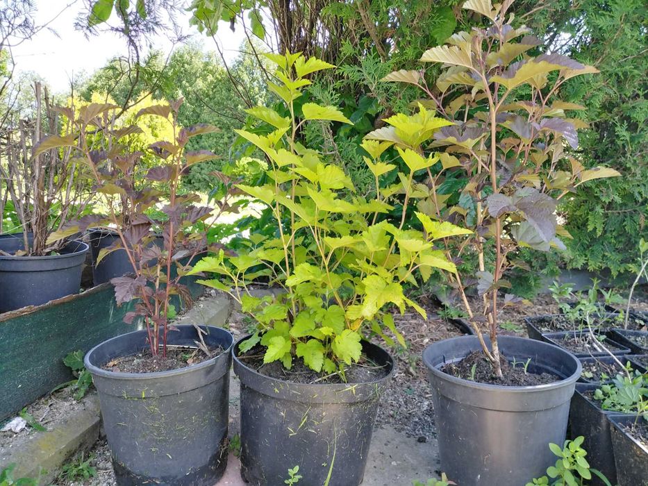 Szybki żywopłot! Pęcherznica