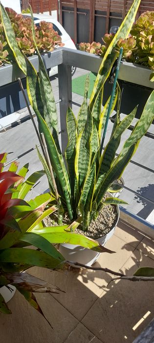 Vaso de Espada S. Jorge