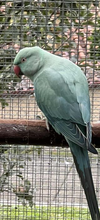 Ring neck  esmeralda DP