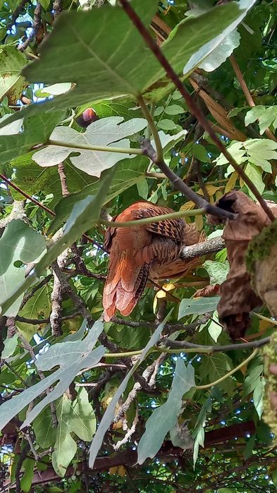 Faisões Dourados 2025