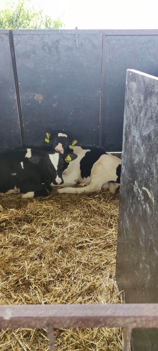 Реалізуємо телят