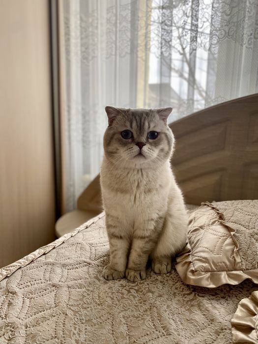 Вязка (кот). Серебристая шиншилла