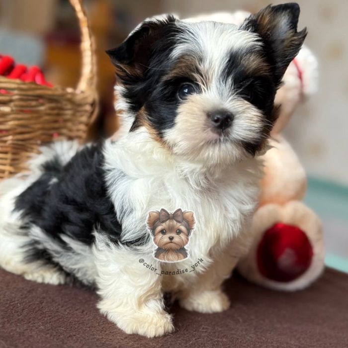 Цуценя міні бівер-йорк